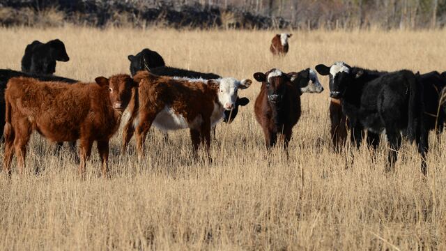 Mendoza pidió nuevos plazos al Senasa para informar sobre la presencia de bruselosis en el ganado local. Claudio Gutierrez/Los Andes