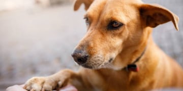Los refugios de animales en Mendoza están bajo crisis.