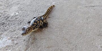 Los pequeños ejemplares fueron vistos en la Laguna Las Mojarras, al sudeste de Córdoba.