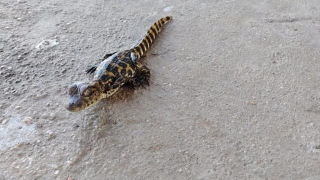 Los pequeños ejemplares fueron vistos en la Laguna Las Mojarras, al sudeste de Córdoba.