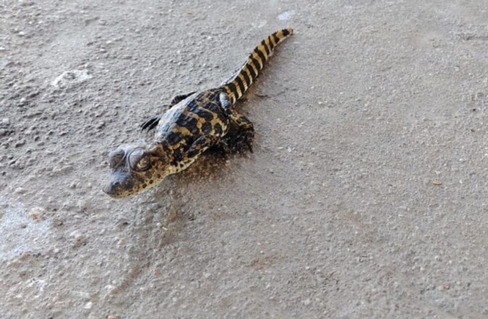 Encontraron crías de yacaré en una laguna cordobesa