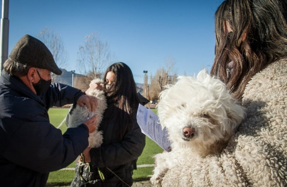 Un importante operativo de veterinaria móvil se realizó en Uspallata