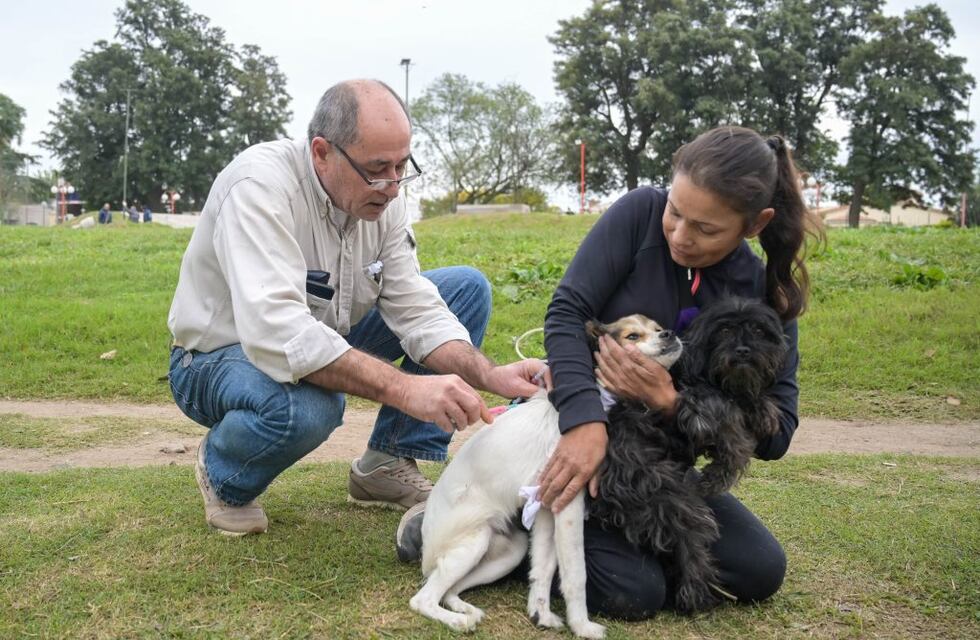 Más de 500 animales ya fueron vacunados en Arroyito tras la campaña lanzada por el Municipio