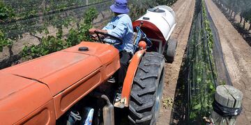 31/10/13  SAN MARTIN MZA, EL CENTRO DE BODEGUEROS DEL ESTE HARA UNA PRESENTACION JUDICIAL CONTRA SENASA, EL TEMA ES LA OBLIGACION  A LOS PRODUCTORES  DE FUMIGAR CONTRA LA POLILLA, COSTOS QUE NO PUEDEN AFRONTAR, EN LA FOTO: UN PRODUCTOR DE JUNIN FUMIGA LA VID
FOTO PATRICIO CANEOLOS ANDES