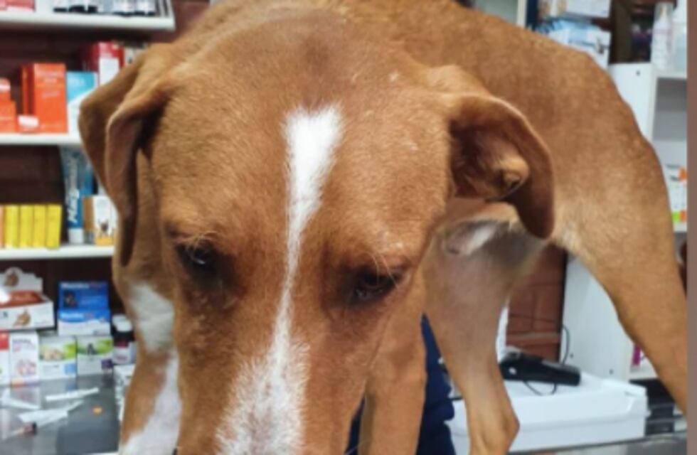 Un perro con CV incluido busca familia: “Licenciado en dar amor incondicional”