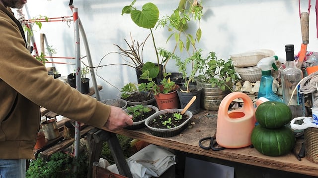 HUERTA EN CASA - Pueblo General Belgrano