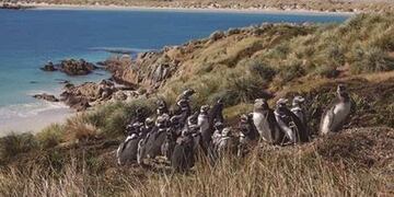 Colonia de pingüinos de Magallanes en la Patagonia Argentina (DPA).