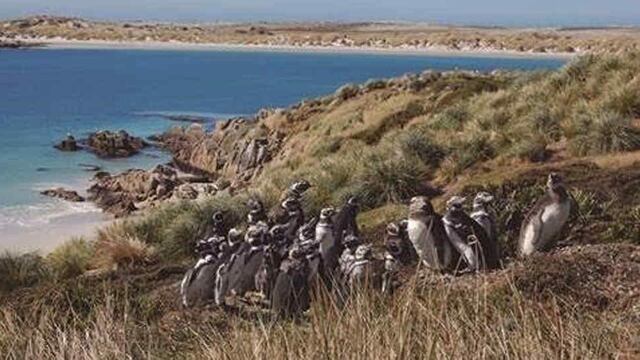 Colonia de pingüinos de Magallanes en la Patagonia Argentina (DPA).