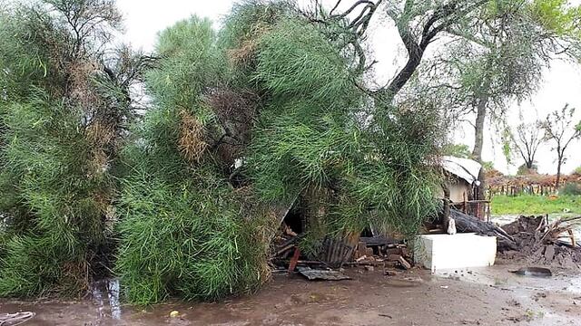Varios árboles de Gancedo no soportaron las intensas ráfagas de viento.