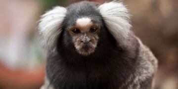 Avanza la extinción del mono tití