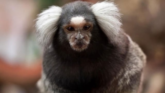 Avanza la extinción del mono tití