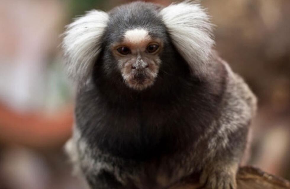 Buscan a “Dientes”, un mono tití que fue robado del bioparque de La Plata