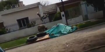 Las ovejas fueron filmadas por un joven sentado en la vereda de su casa en Córdoba.