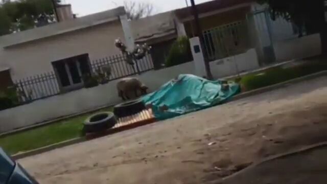 Las ovejas fueron filmadas por un joven sentado en la vereda de su casa en Córdoba.