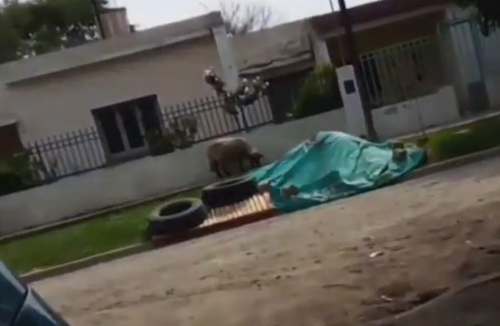 “Acá en el barrio hay caniches de todos los tamaños”: el viralazo de un cordobés que se cruzó un gran animal