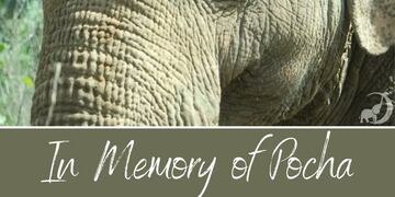 Fotografía que dedicaron desde el Santuario en memoria de Pocha.