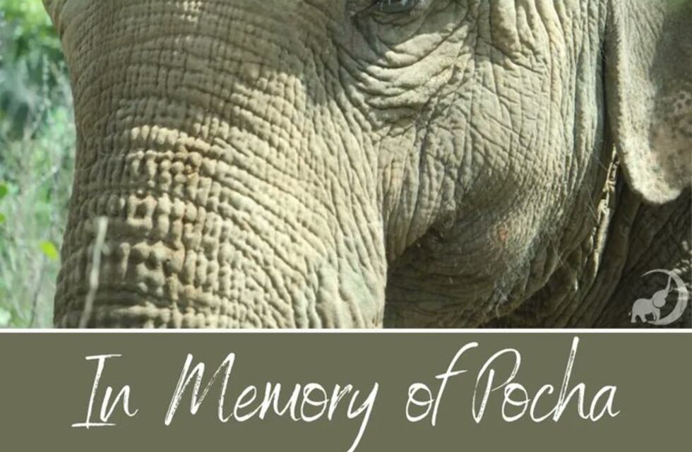 Dieron a conocer la autopsia de Pocha, el elefante mendocino trasladado a Brasil