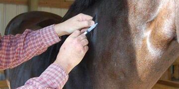 Solo existen vacunas equinas hasta el momento.