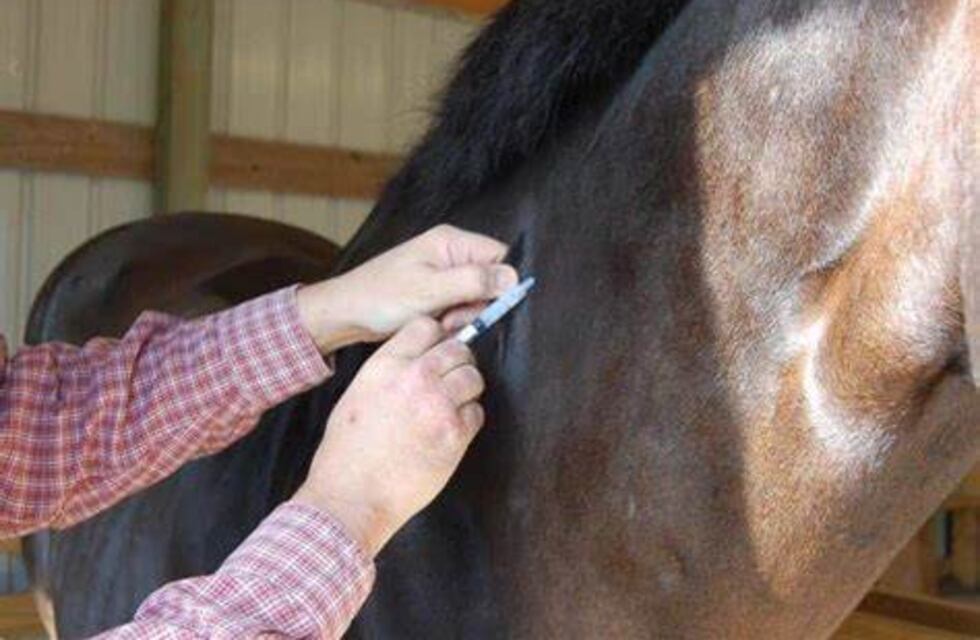 Posición del Colegio de Veterinarios de Tucumán respecto a la encefalitis equina