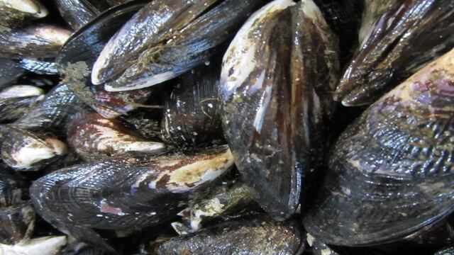 Continúa la veda de recolección, comercialización y consumo de moluscos bivalvos