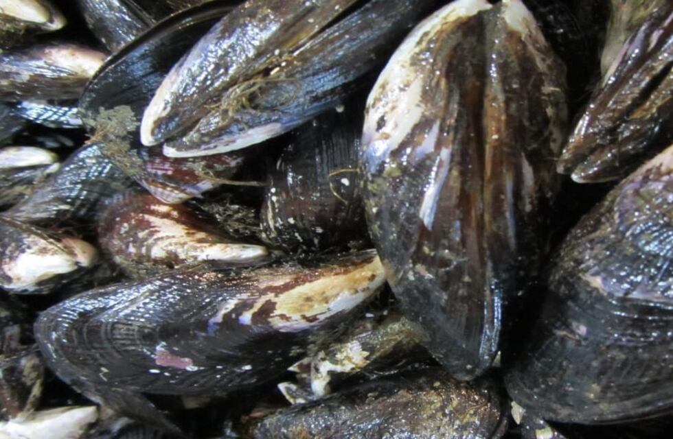 Continúa la veda de recolección, comercialización y consumo de moluscos bivalvos