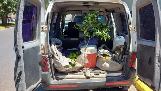 Robo de citrus en Chajarí