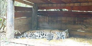 Tania, la hembra de 9 años, juntos a sus dos cachorros.