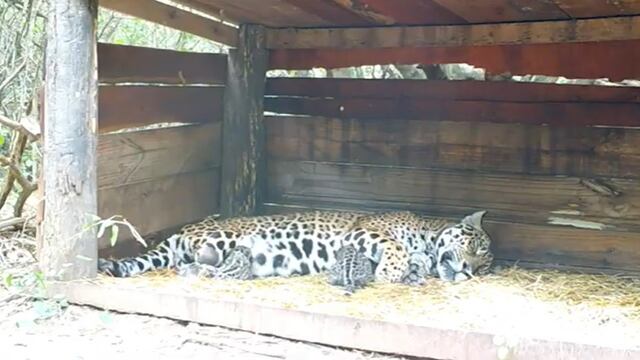 Tania, la hembra de 9 años, juntos a sus dos cachorros.