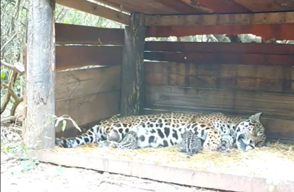 Hecho histórico en Chaco: nacieron dos yaguaretes en el Parque Nacional El Impenetrable