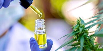 El INTA realizó su primera cosecha de cannabis medicinal en Río Negro. (Imagen ilustrativa).