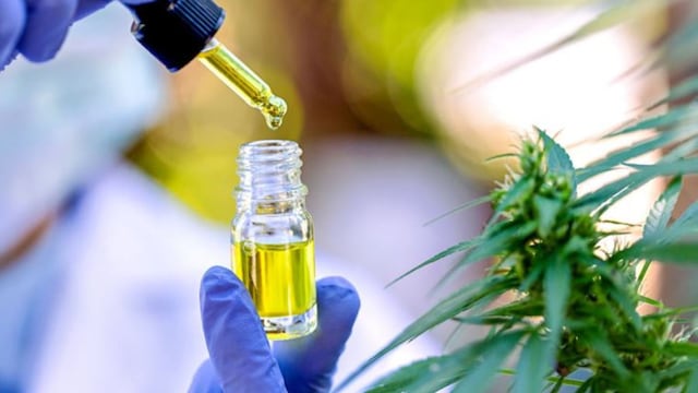 El INTA realizó su primera cosecha de cannabis medicinal en Río Negro. (Imagen ilustrativa).