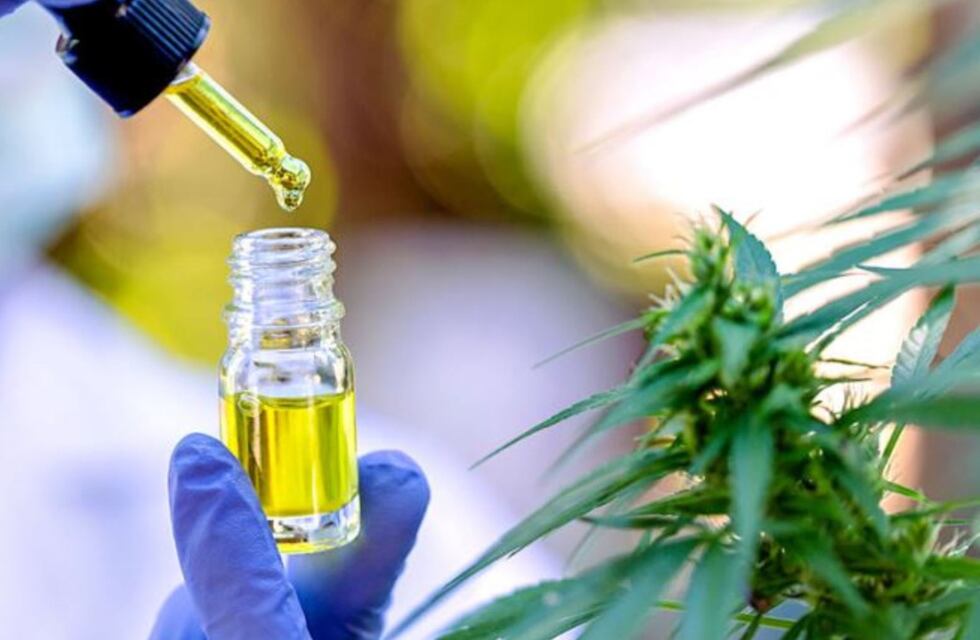 Abren un consultorio cannábico en Ushuaia y Río Grande