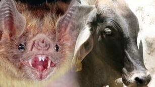 Detectan otro dos casos sospechosos de rabia paresiante en Iguazú.