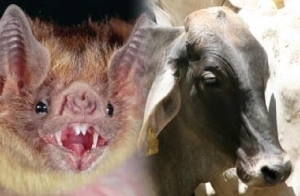 Continúan inoculando contra la rabia en Puerto Iguazú