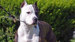 Un perro pitbull atacó a una nena de tres años en Córdoba.