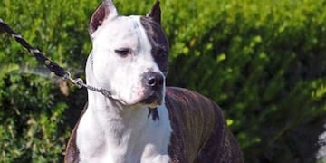 El perro hirió de gravedad al hombre