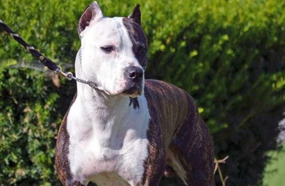 Pitbull se escapó y atacó a varios vecinos en Rosario: para frenarlo, un policía de civil le disparó