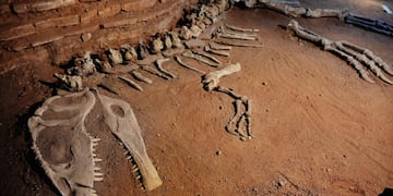 Restos originales del Giganotosaurus carolinii, los que dieron origen al Museo Municipal Ernesto Bachmann. Están expuestos en la Sala I. (Bibiana Fulchieri)
