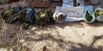 Secuestro de hojas y cogollos de marihuana en una casa en Maipú.