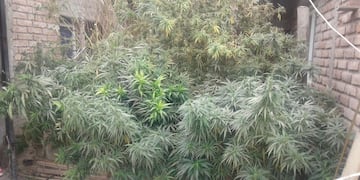 Plantas de marihuana. Imagen ilustrativa.