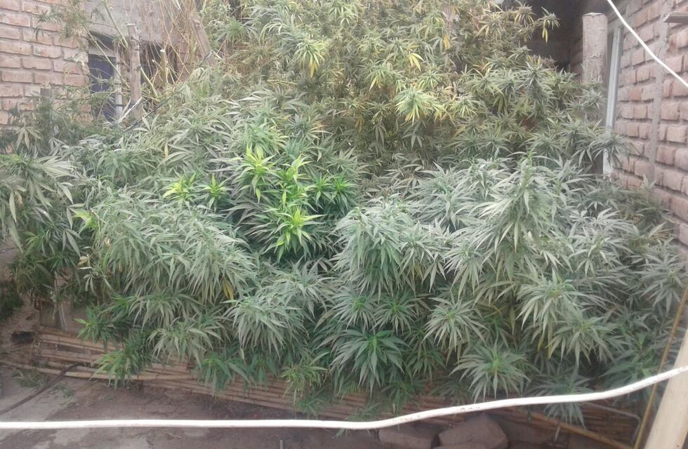 La policía secuestró más de 20 plantas de cannabis en una vivienda de Bialet Massé