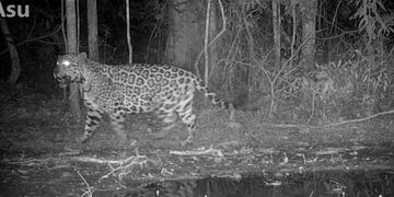 Parque Nacional Iguazú: cámaras trampa captan al yaguareté “Asu”.