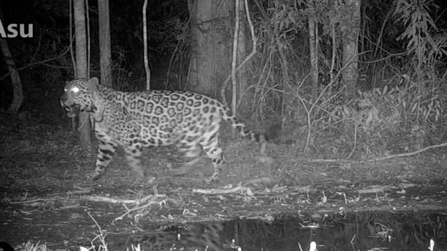 Parque Nacional Iguazú: cámaras trampa captan al yaguareté “Asu”.