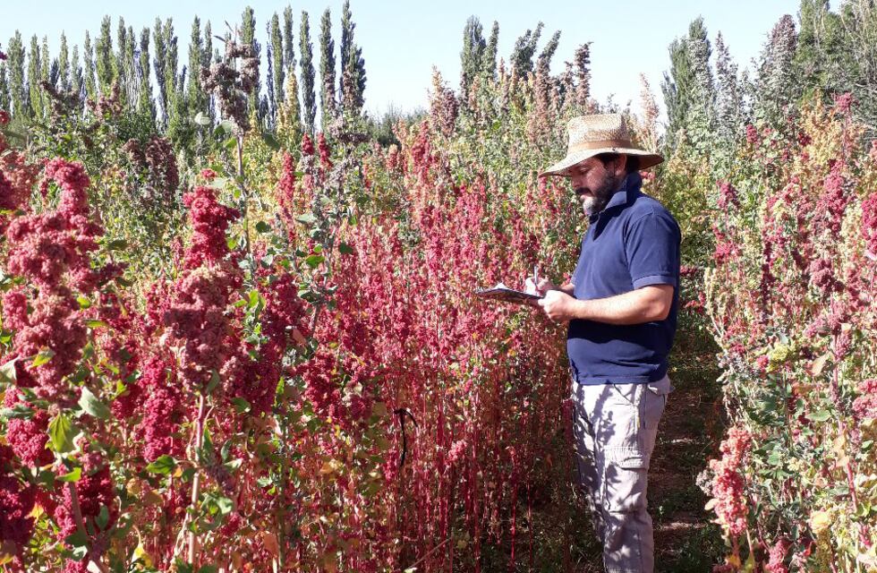 Quieren fomentar el cultivo de quinoa en San Juan