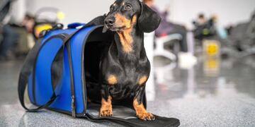 Se mudó de país, se llevó a todas sus mascotas y su foto emociona en redes.