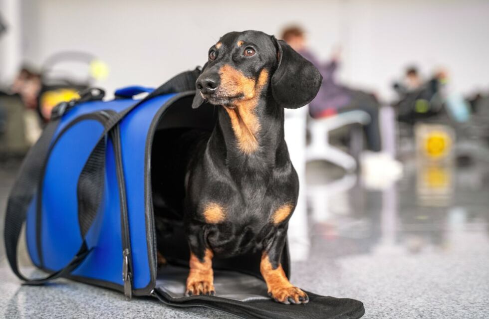 Se mudó del país, se llevó a todas sus mascotas y su foto emociona en las redes