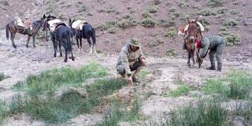 En el lugar los funcionarios de Gendarmería encontraron más de 15.000 pozos donde estaban siendo plantados marihuana en medio de la cordillera sanjuanina. Gentileza Gendarmería