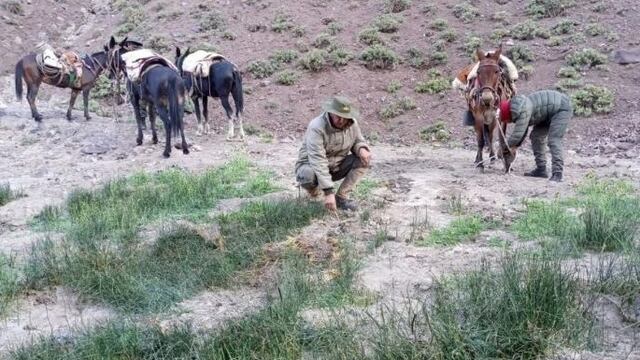 En el lugar los funcionarios de Gendarmería encontraron más de 15.000 pozos donde estaban siendo plantados marihuana en medio de la cordillera sanjuanina. Gentileza Gendarmería
