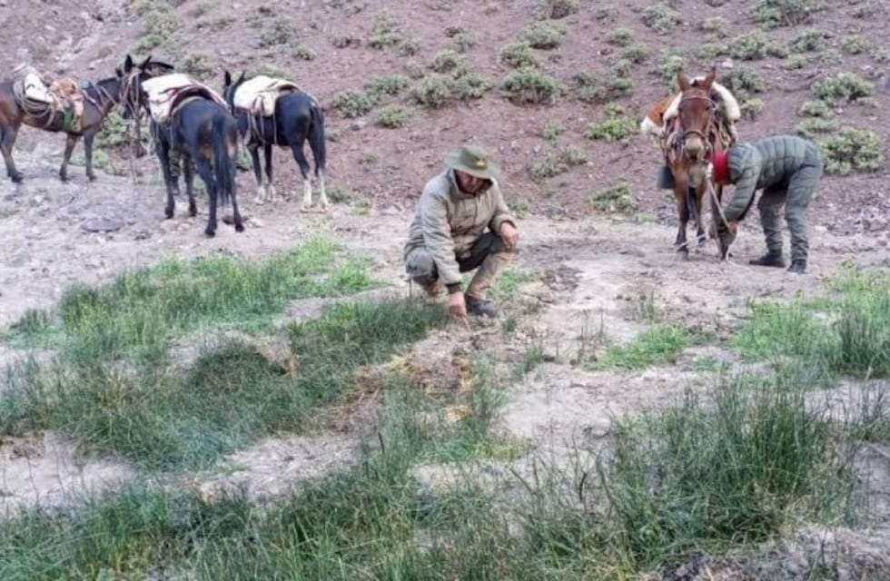 Hallaron una plantación de marihuana en plena Cordillera de San Juan