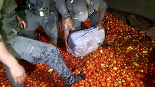 Momento en el que los gendarmes descubren los bultos de marihuana ocultos entre los tomates, en Jujuy.